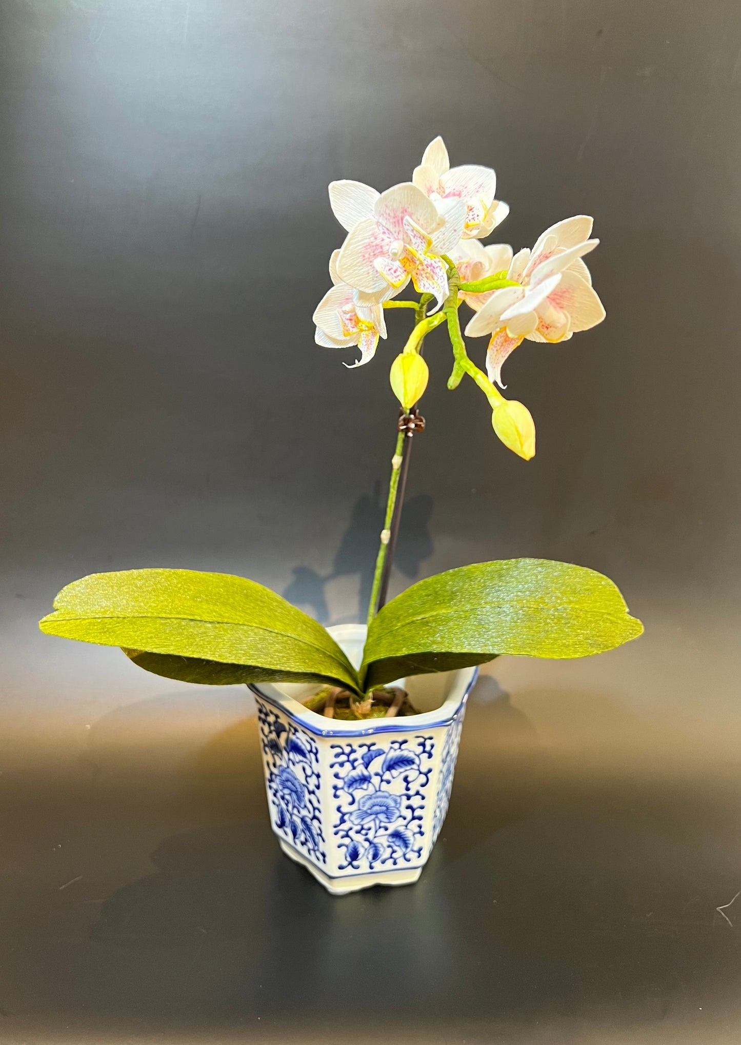 Mini Phalaenopsis in vase