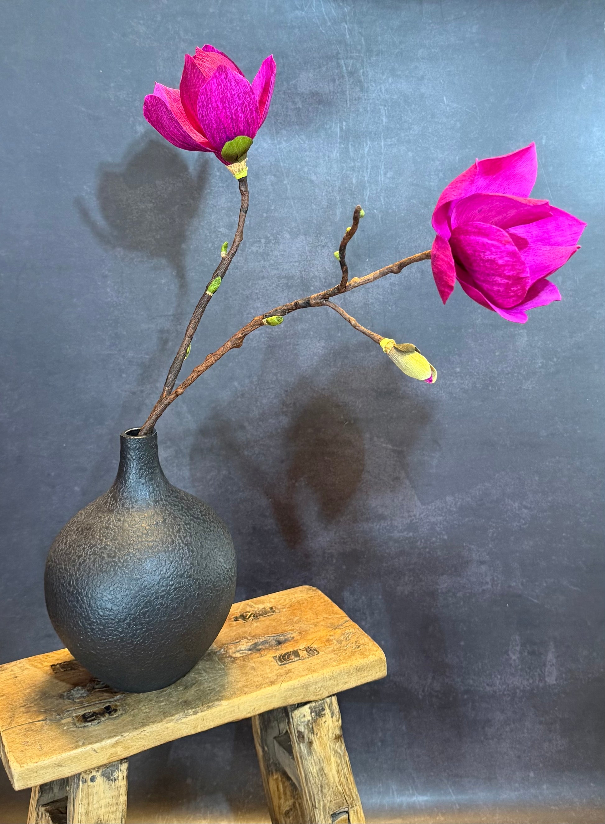 Black Tulip Magnolia