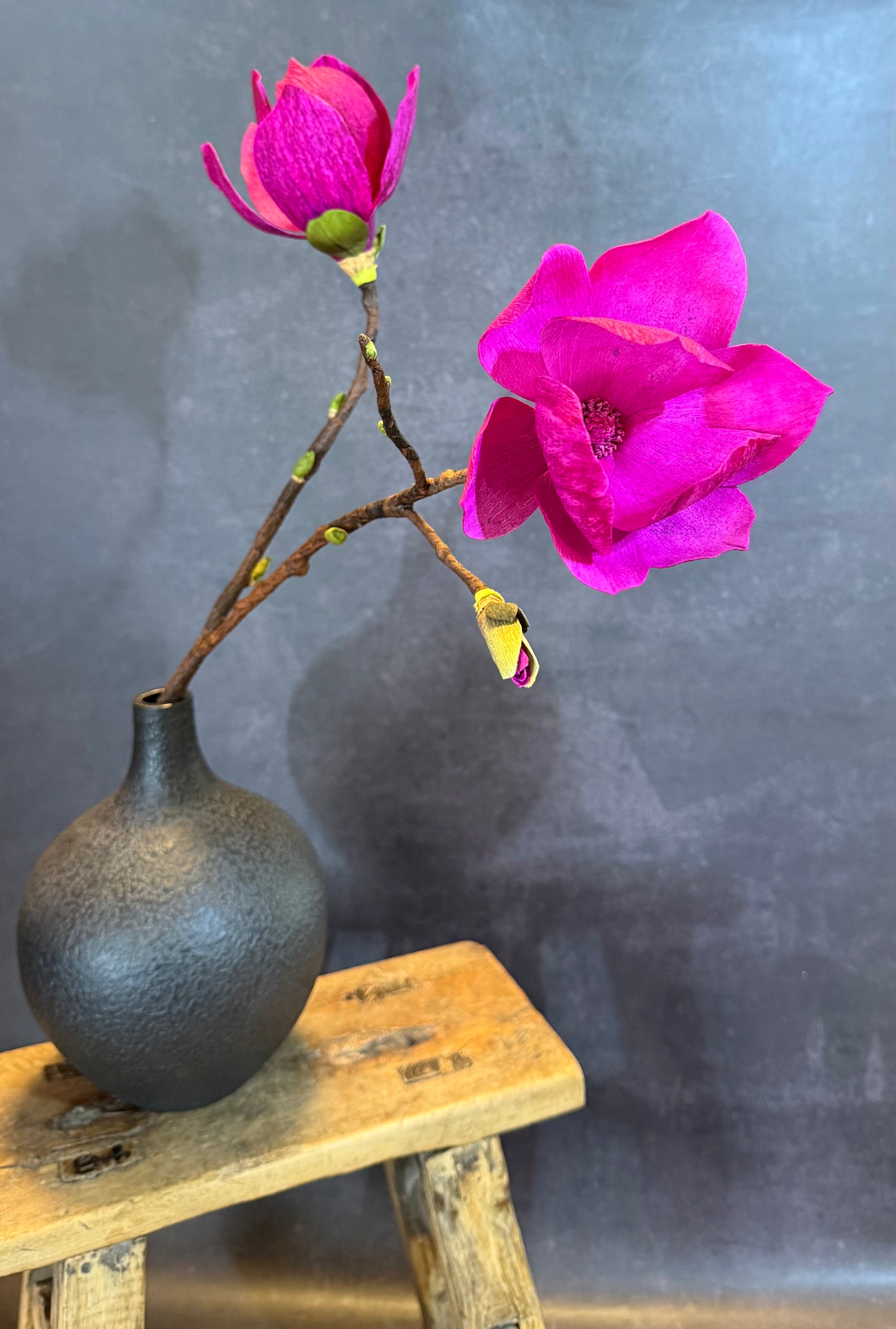 Black Tulip Magnolia