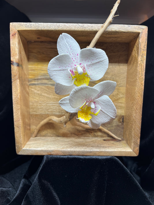 Phalaenopsis in Mango Wood Box