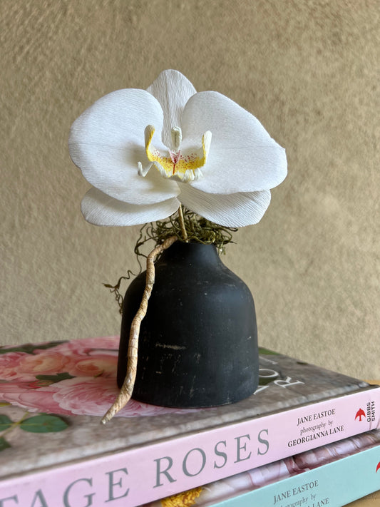 Phalaenopsis (White) in Vase