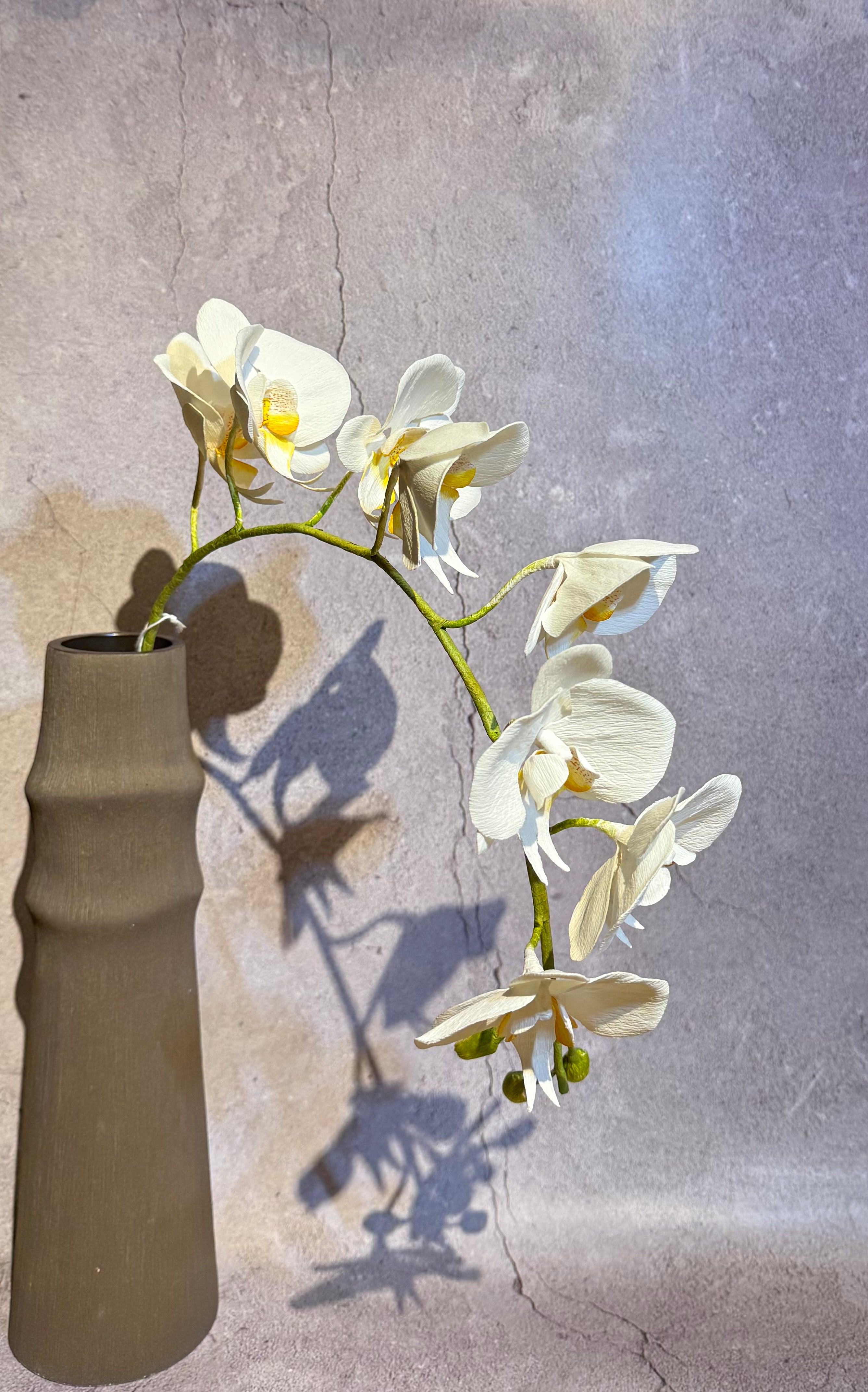 Single Stem Orchid