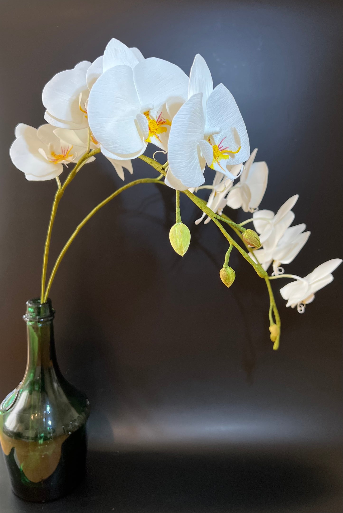 Large Phalaenopsis Orchids