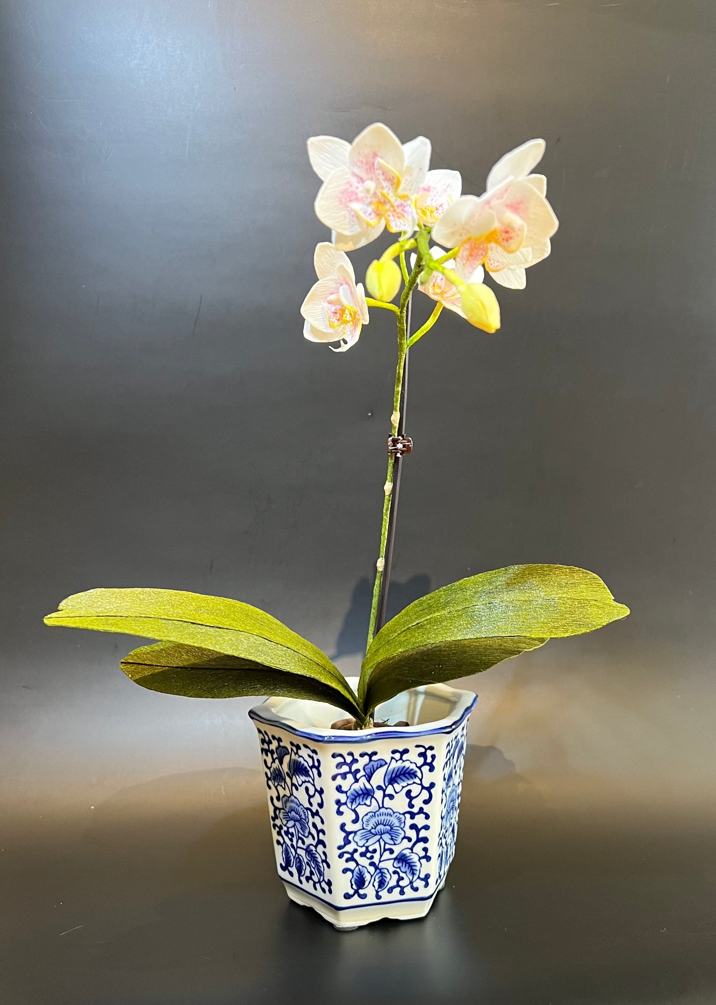 Mini Phalaenopsis in vase