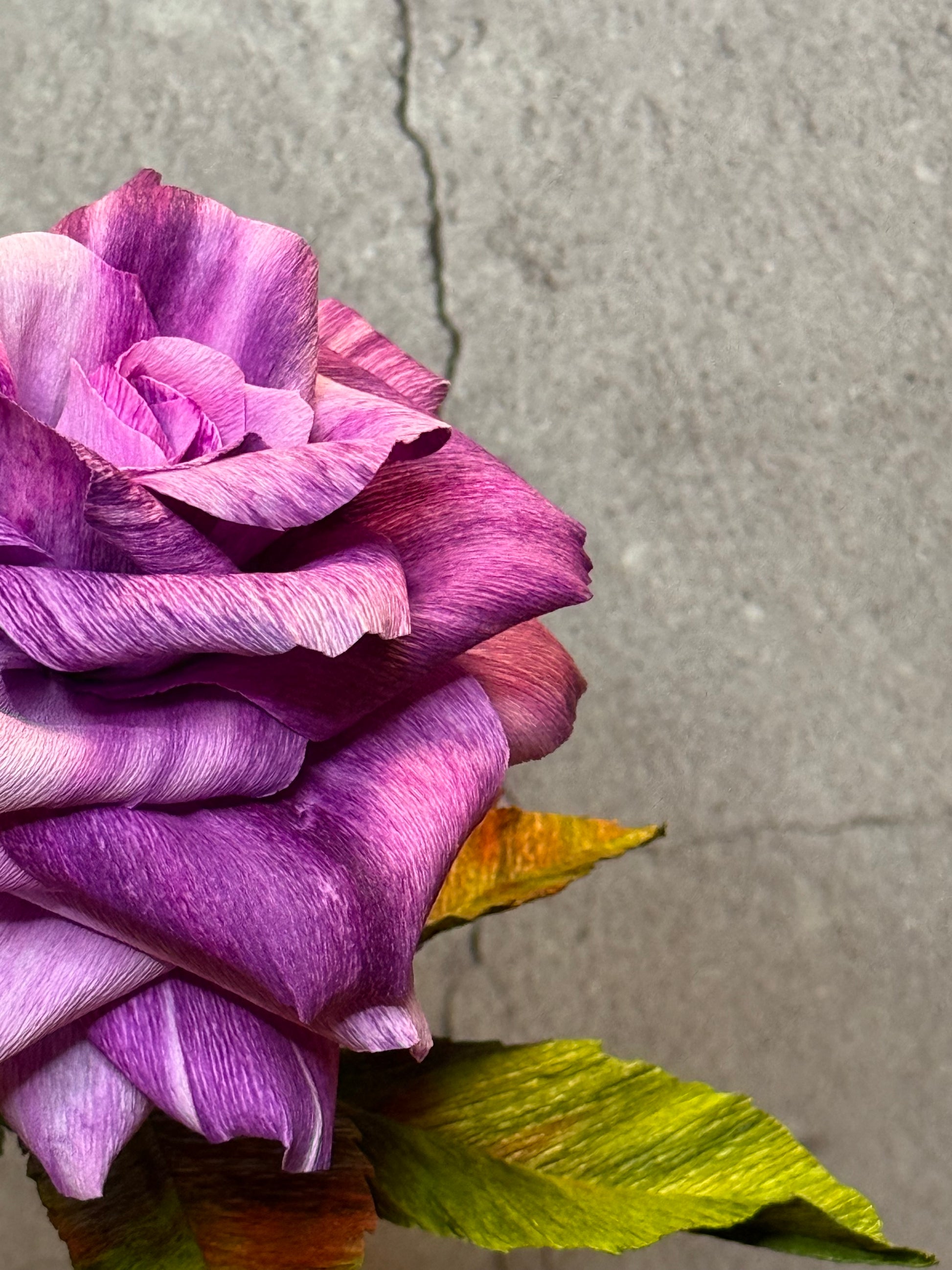 Large Purple short stem rose in  vase