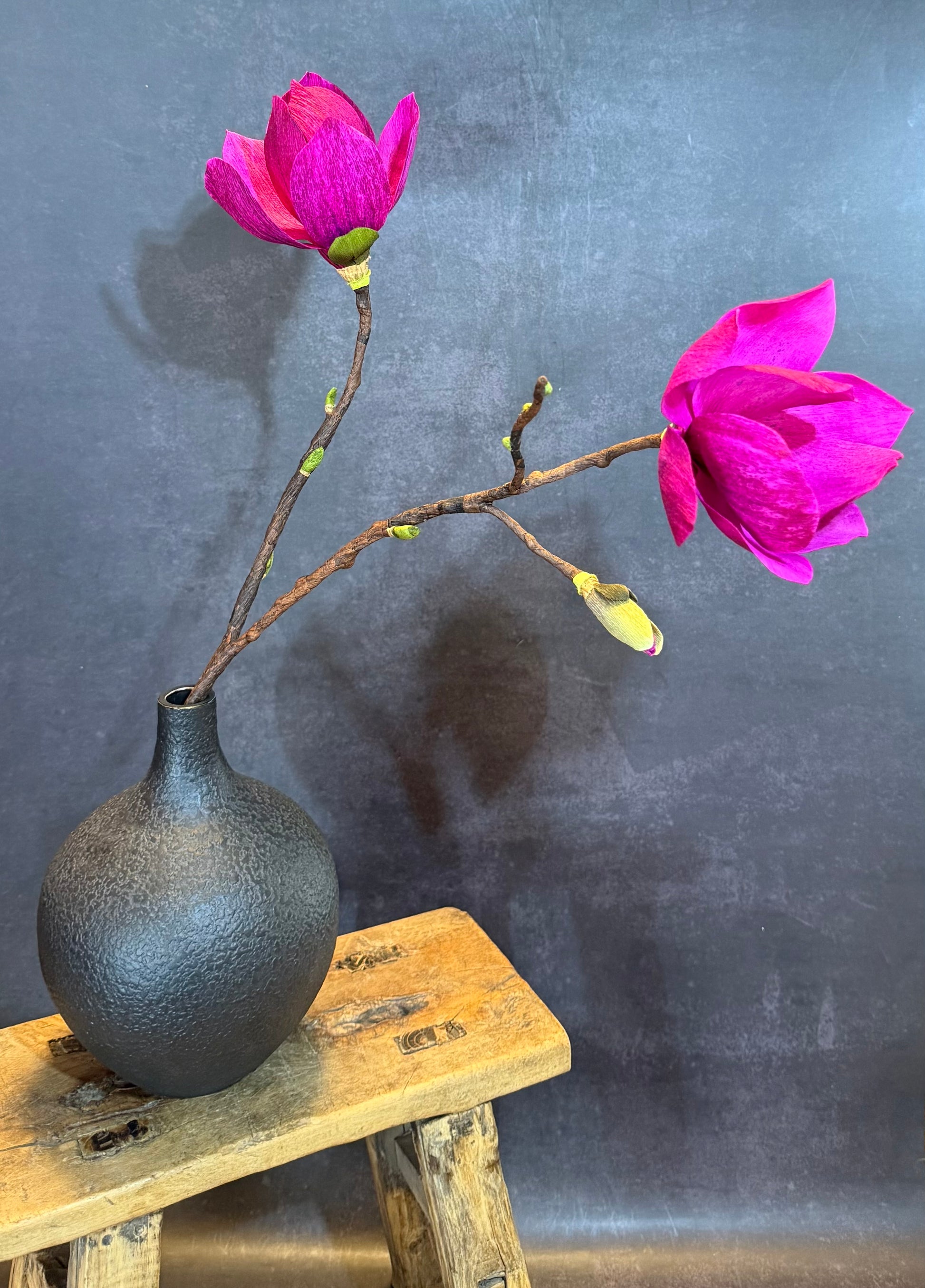 Black Tulip Magnolia