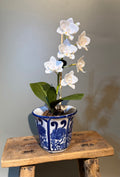 Mini Vased Phalaenopsis Orchid