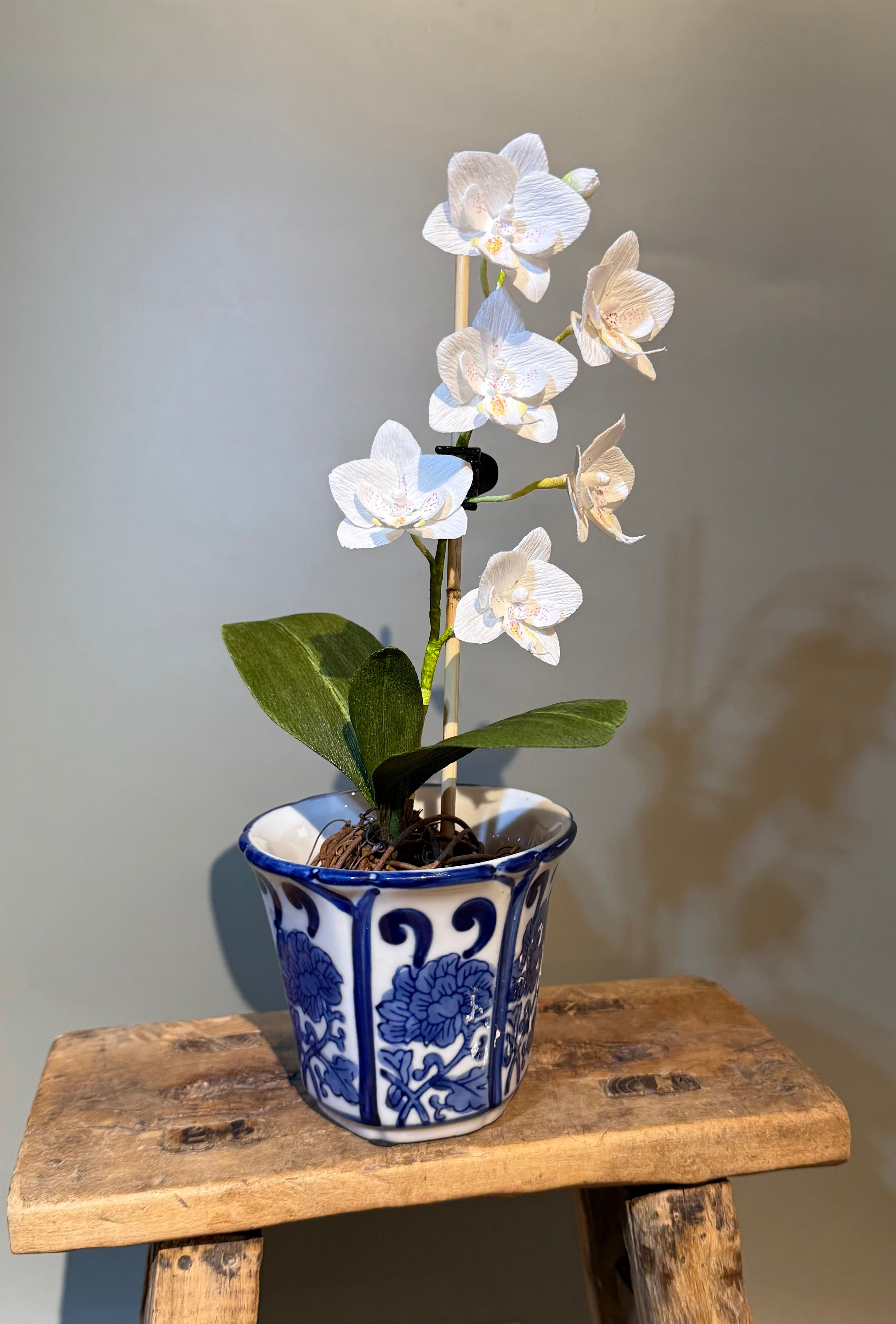 Mini Vased Phalaenopsis Orchid