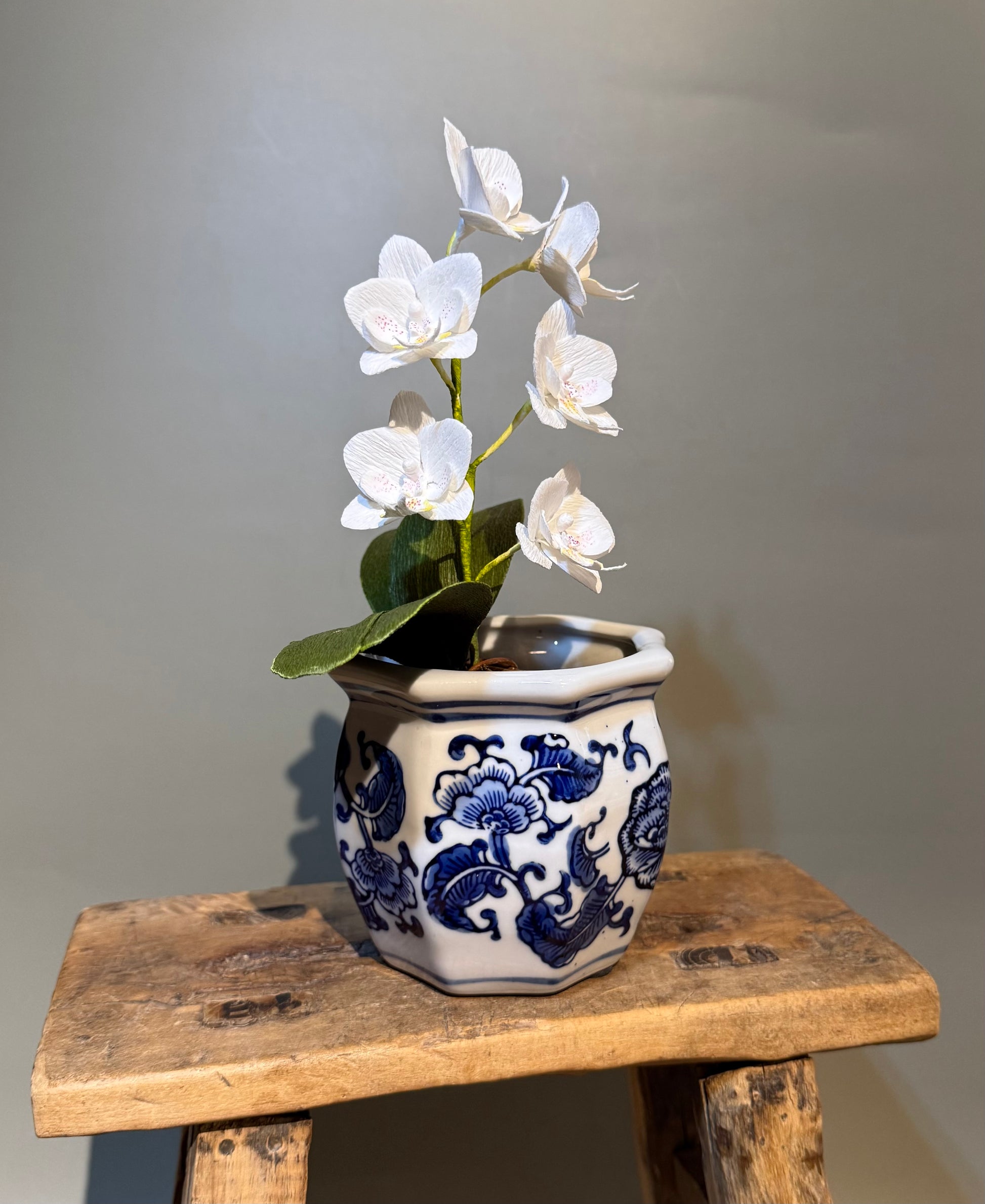 Mini Vased Phalaenopsis Orchid