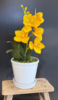 Vanda Orchid