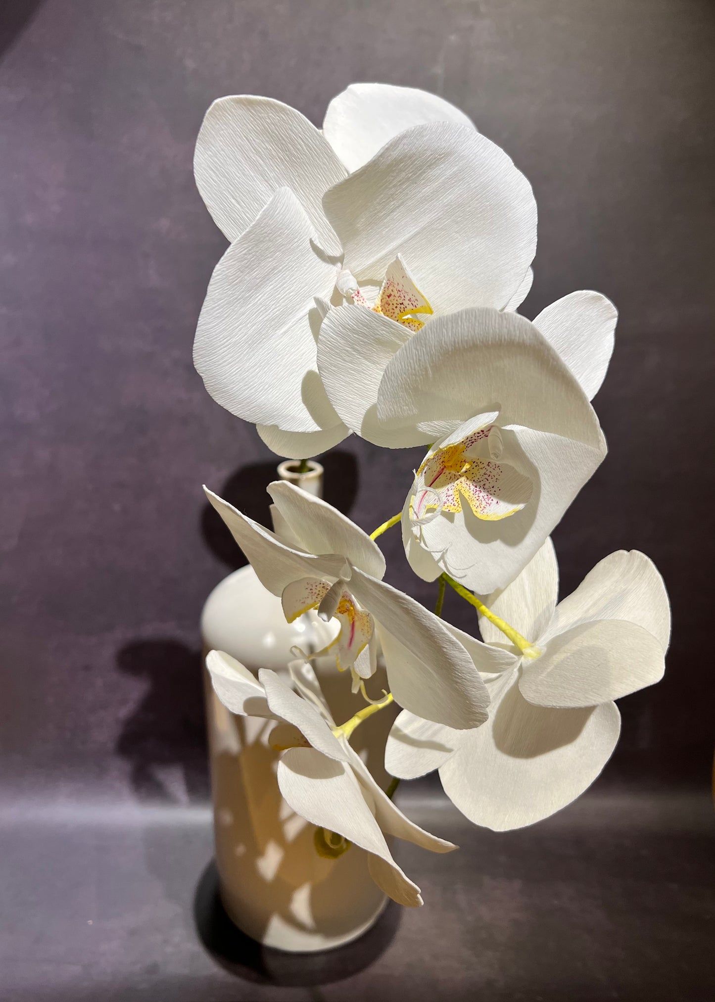 Phalaenopsis Orchid stem in vase.