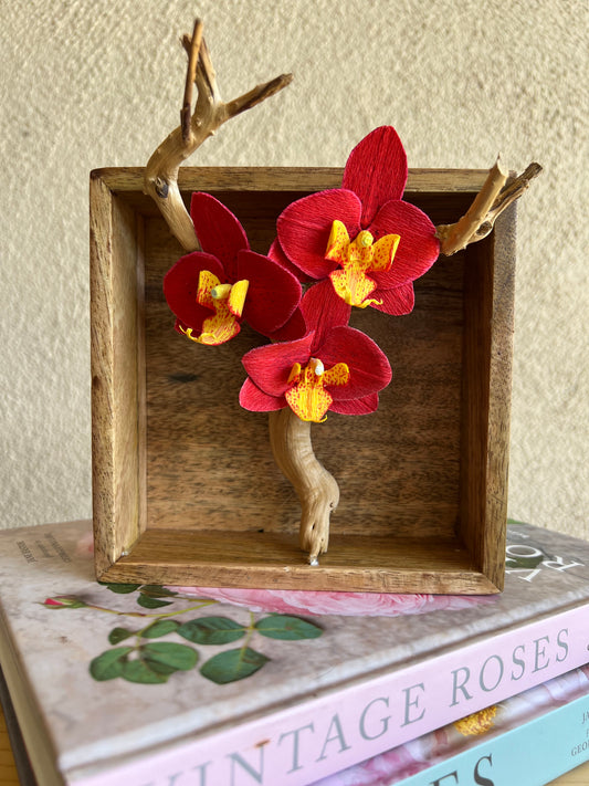 Trio of Mini Phalaenopsis in Mango wood box