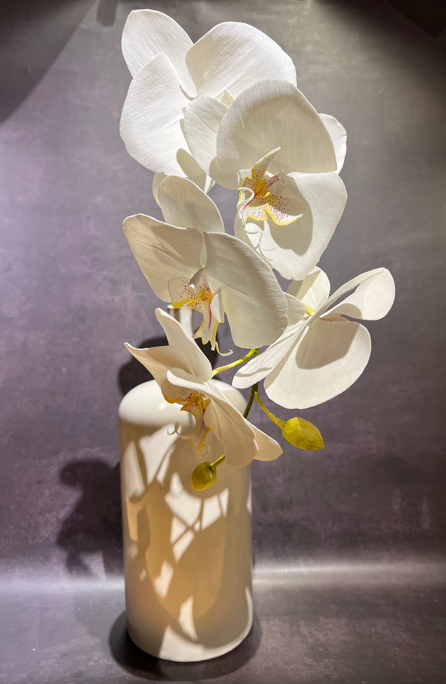 Phalaenopsis Orchid stem in vase.