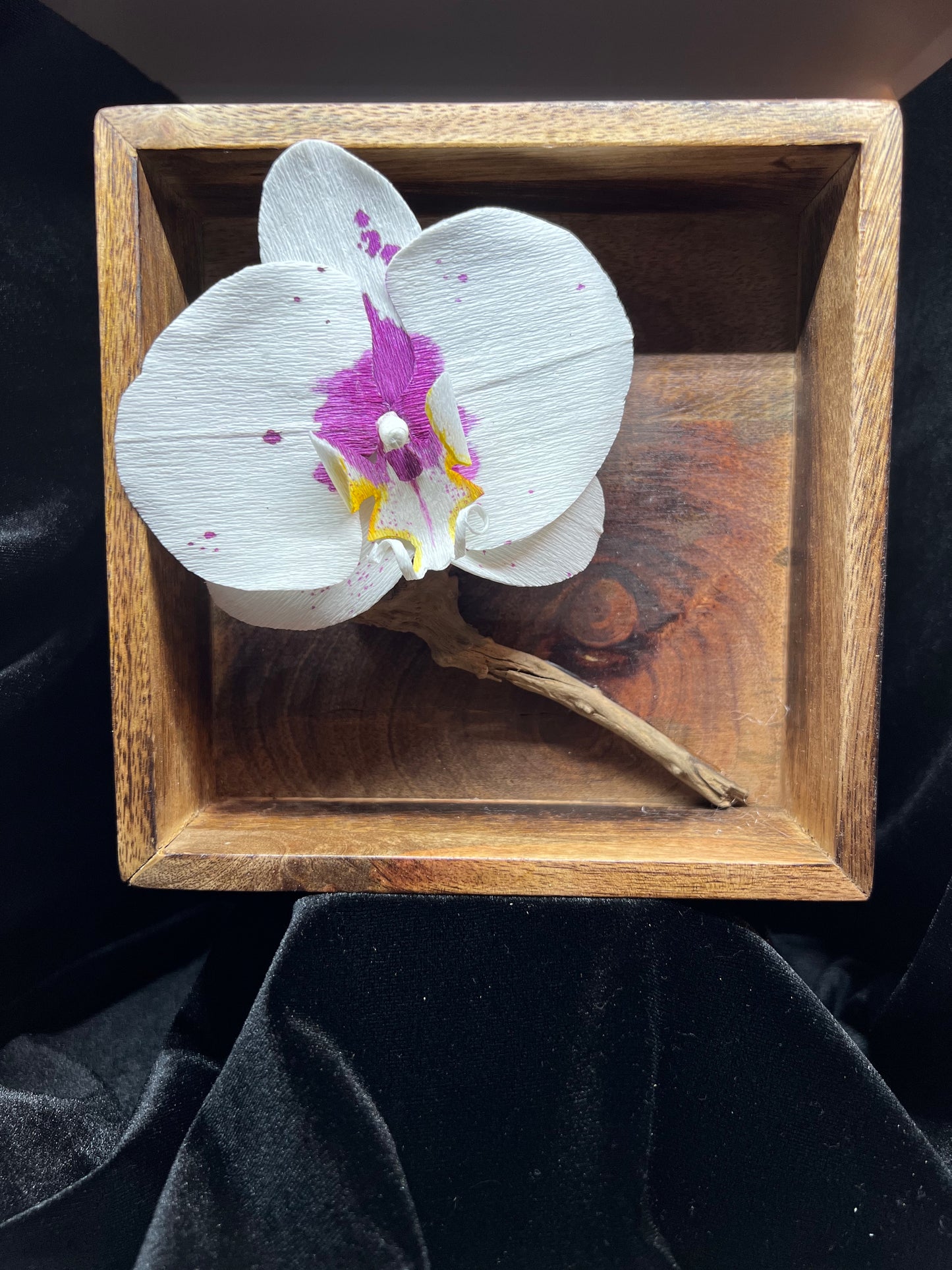 Wood Box Orchid on Spider Driftwood
