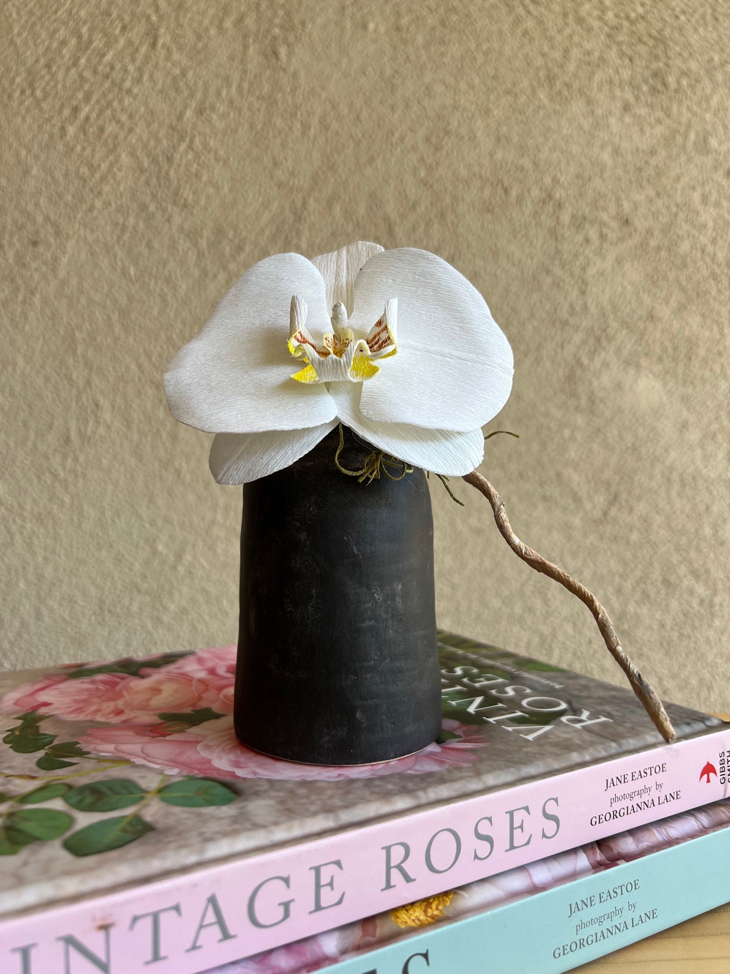 White Phalaenopsis in vase
