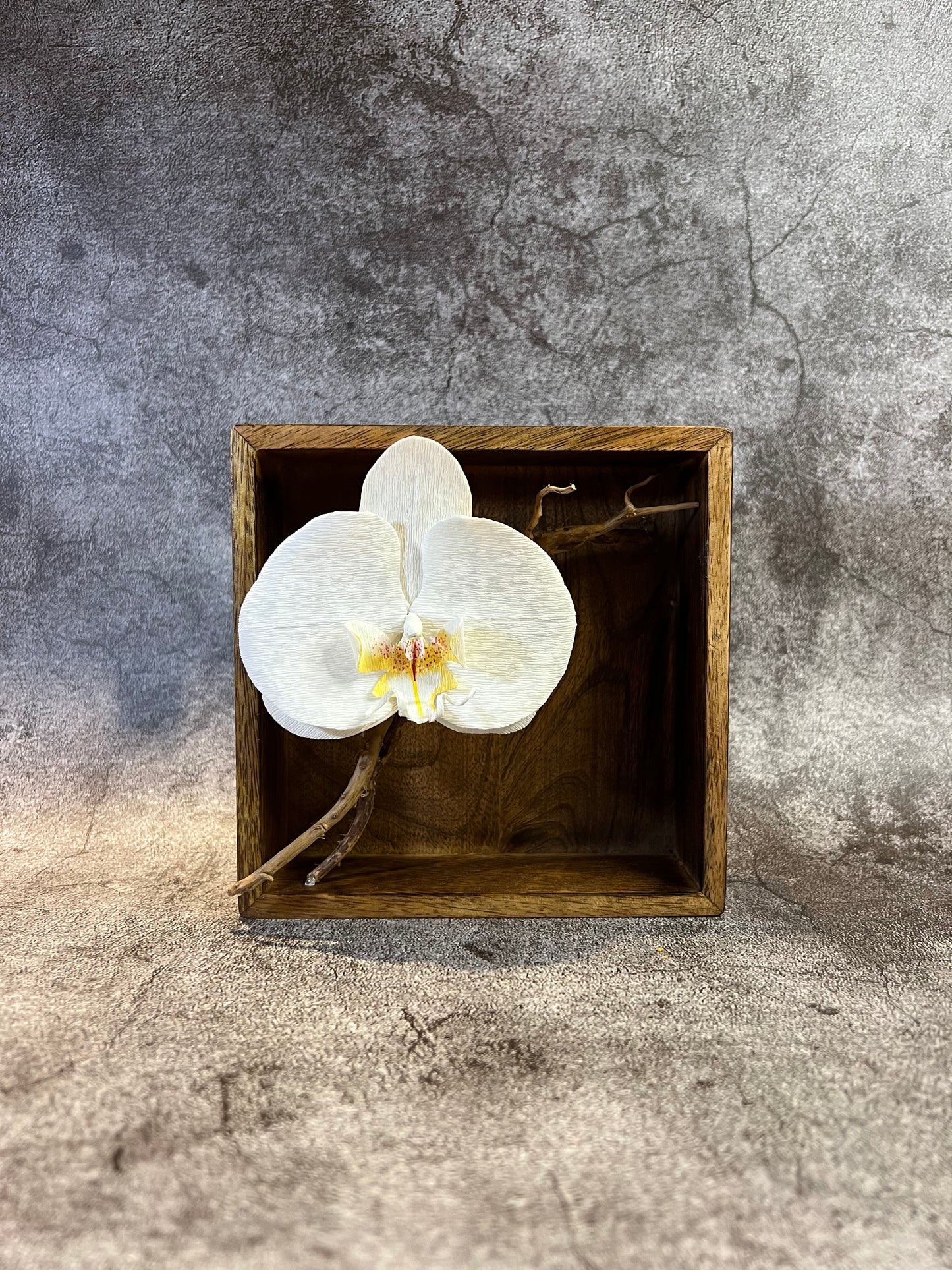 White Phalaenopsis in Mango Box